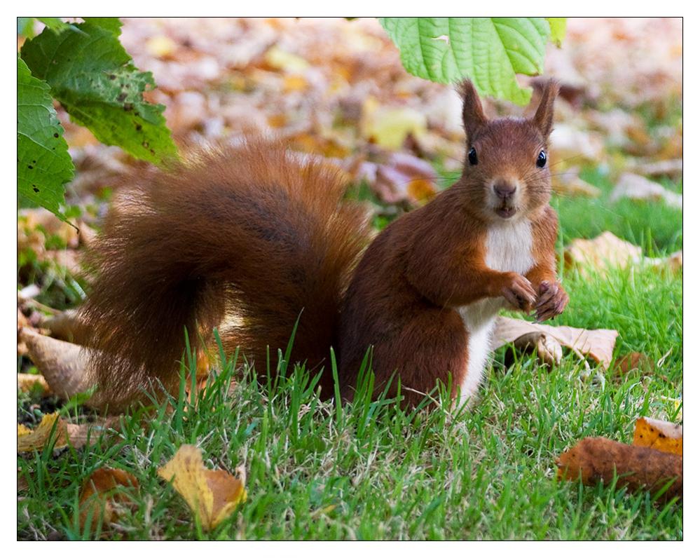 Eichhörnchen im Stadtpark