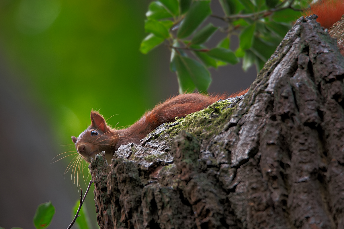 Eichhörnchen.jpg