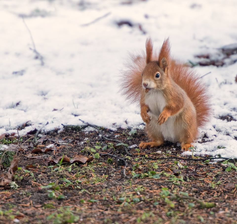 Eichhörnchen, Natur