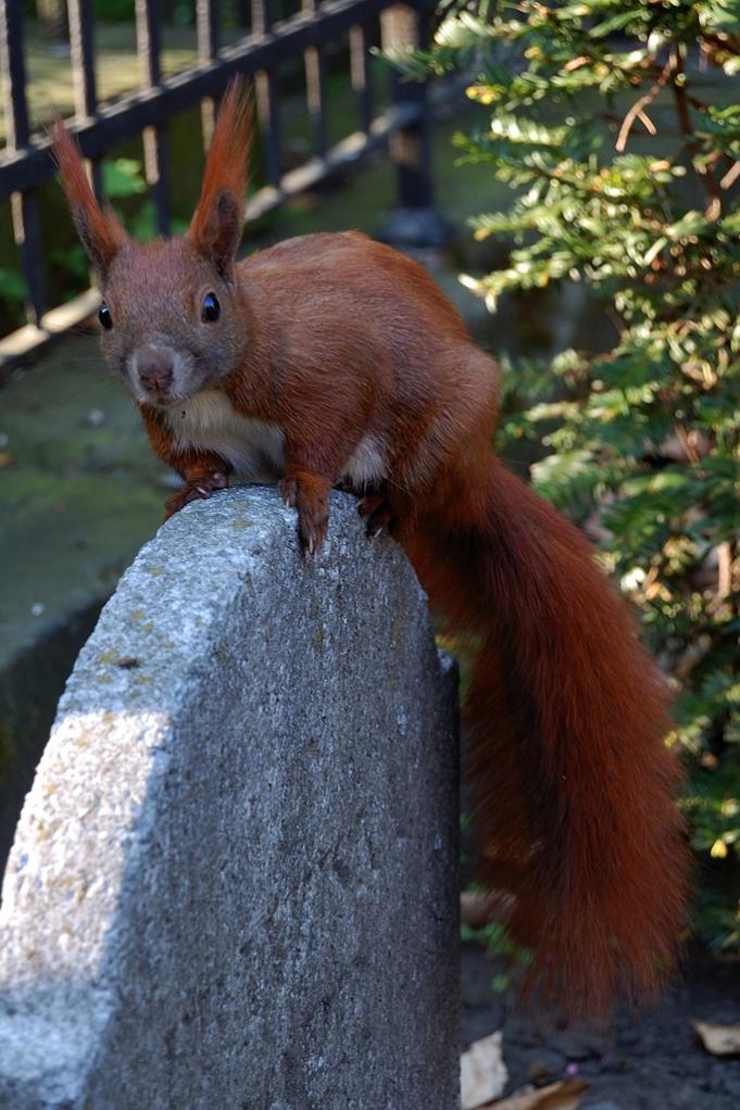 Eichhörnchen