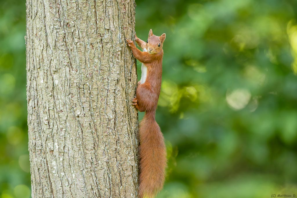 Eichhörnchen