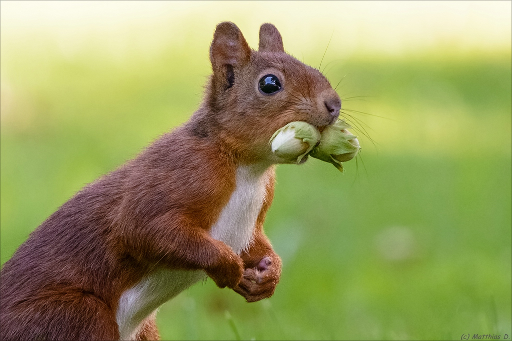Eichhörnchen