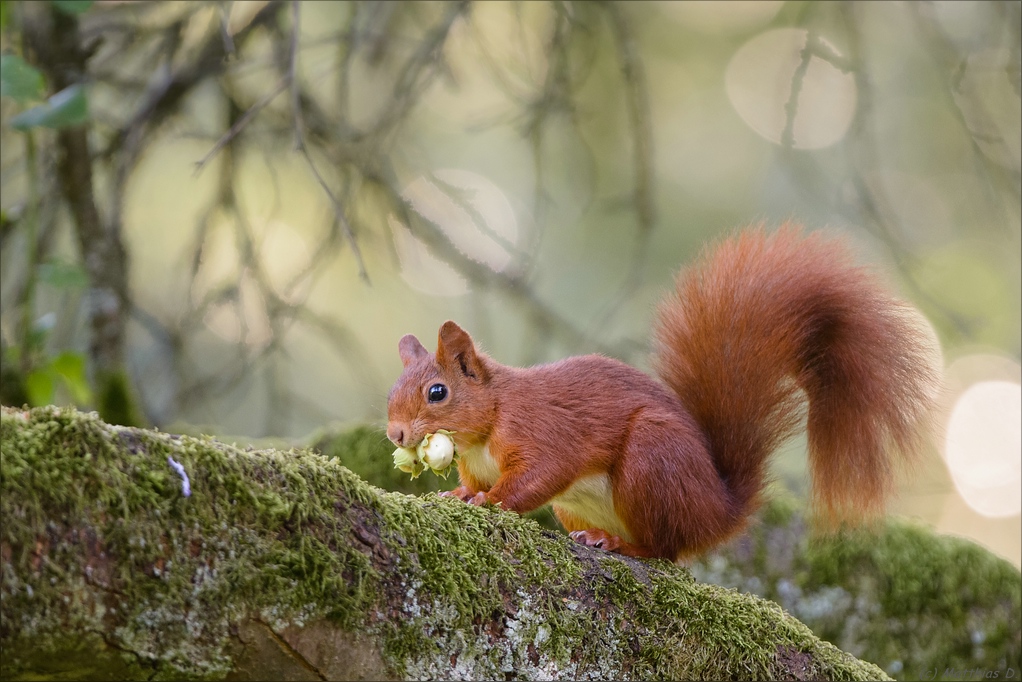 Eichhörnchen