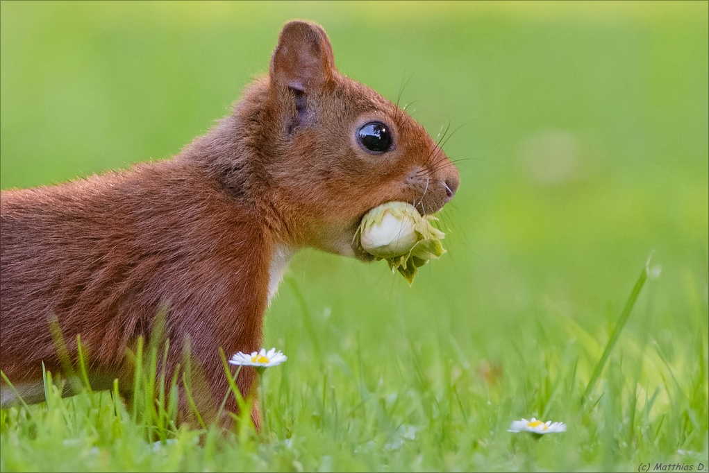 Eichhörnchen
