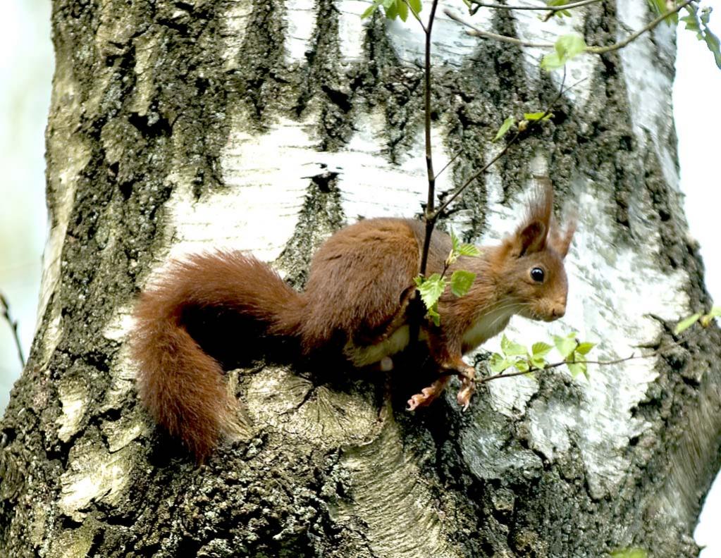 Eichhörnchen