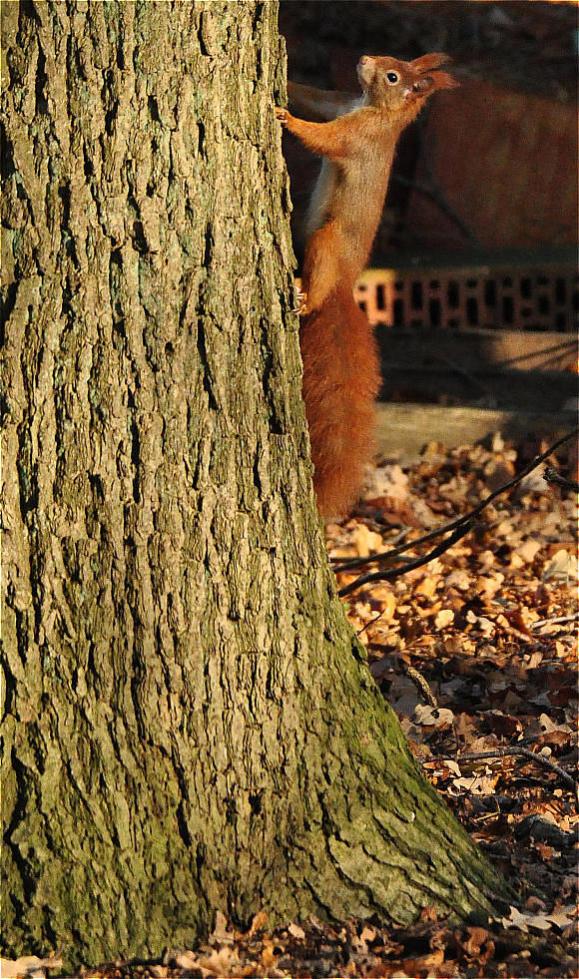 Eichhörnchen