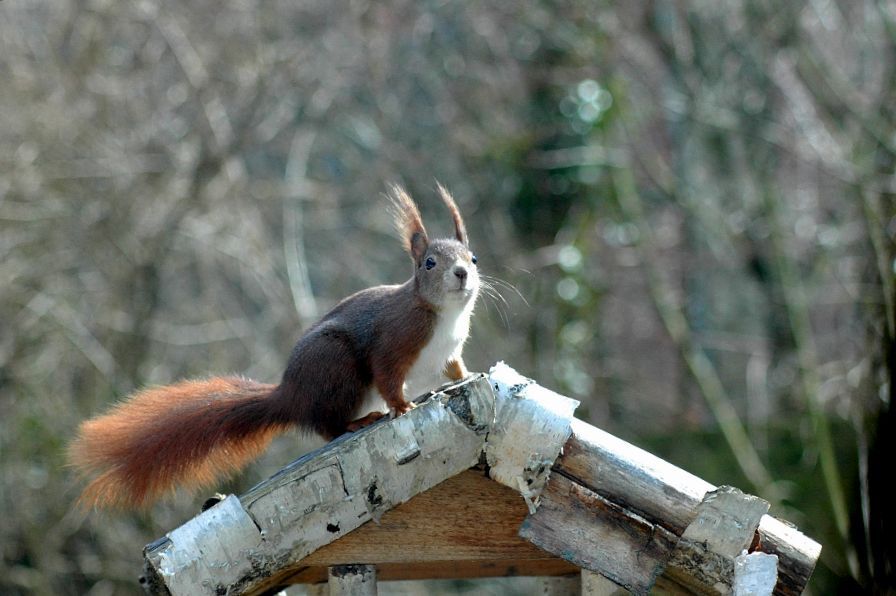 Eichhörnchen20130008 01