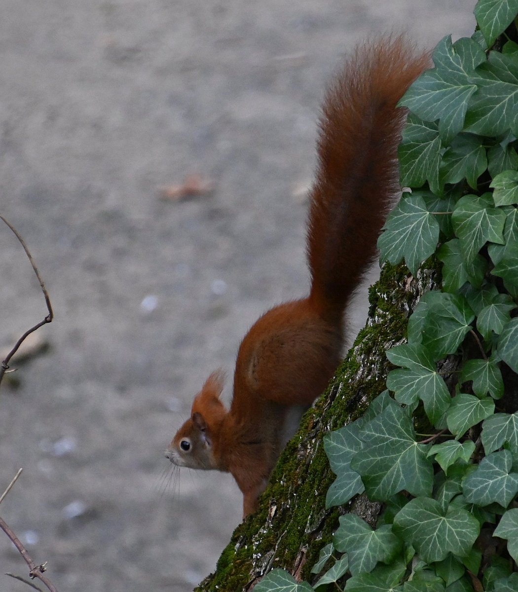 Eichhörnchen_2_crop.jpg