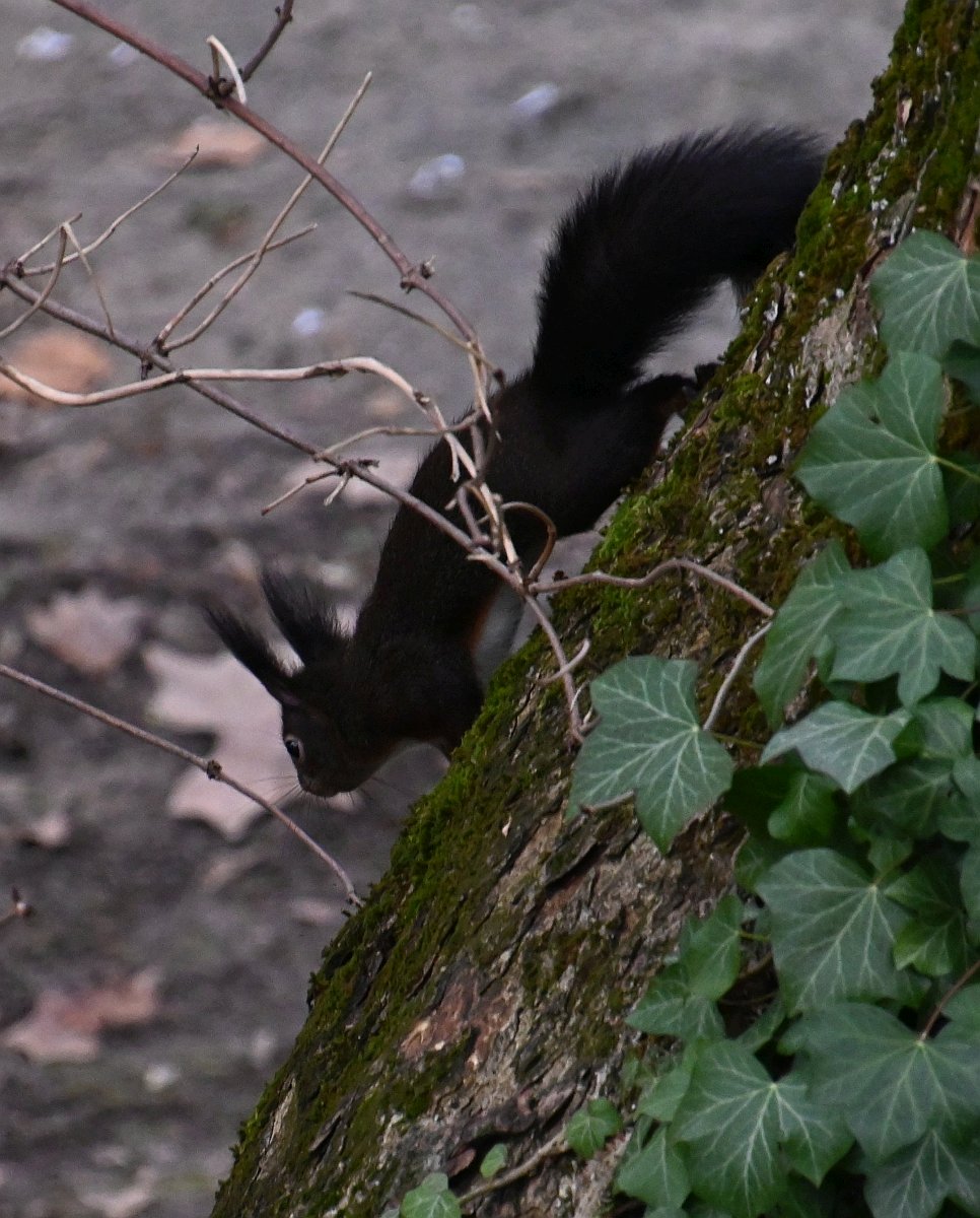 Eichhörnchen_4_crop.jpg