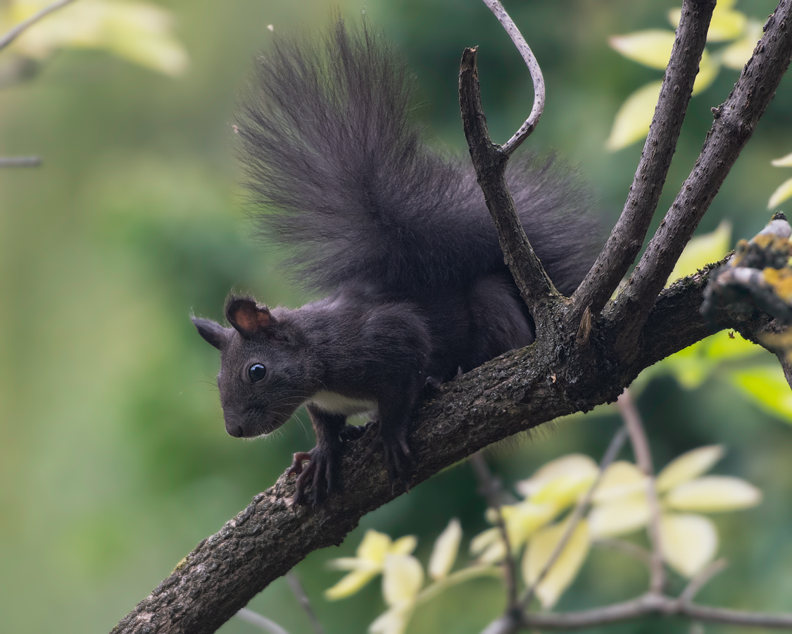 Eichhörnchen-02.jpg