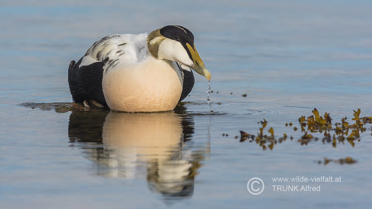 Eiderente, D500, AFS 4/600mm, ISO 200, Bl. 5,6, 1/2000sec.