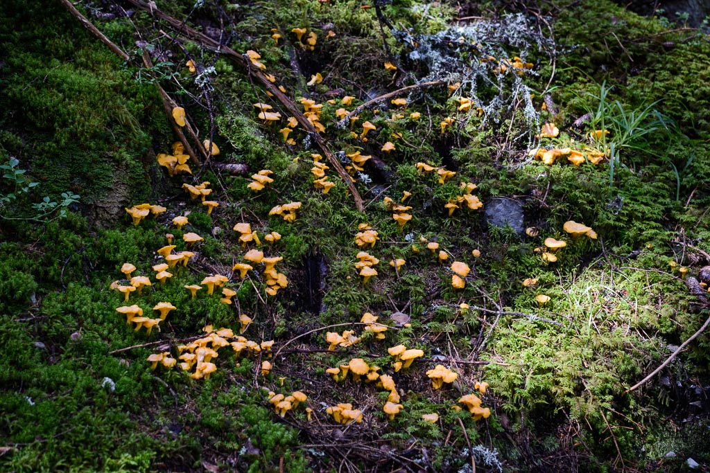 Eierschwammerl