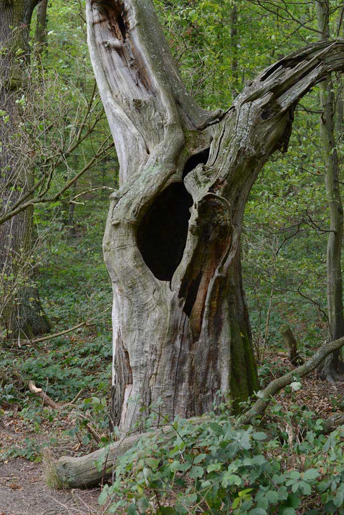 Ein Baum
