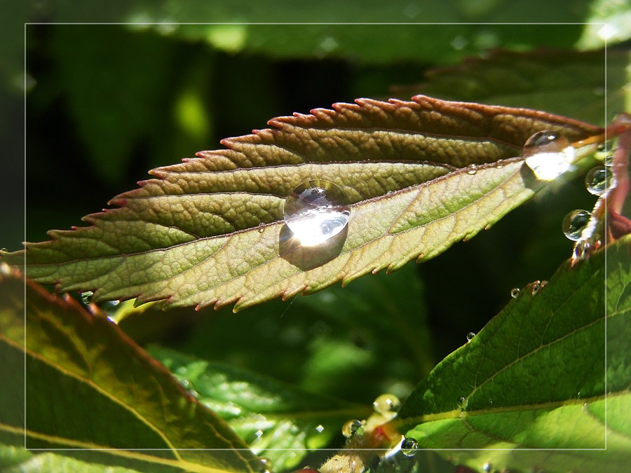 Ein Blatt (aufgenommen mit einer Fujifilm S5700)