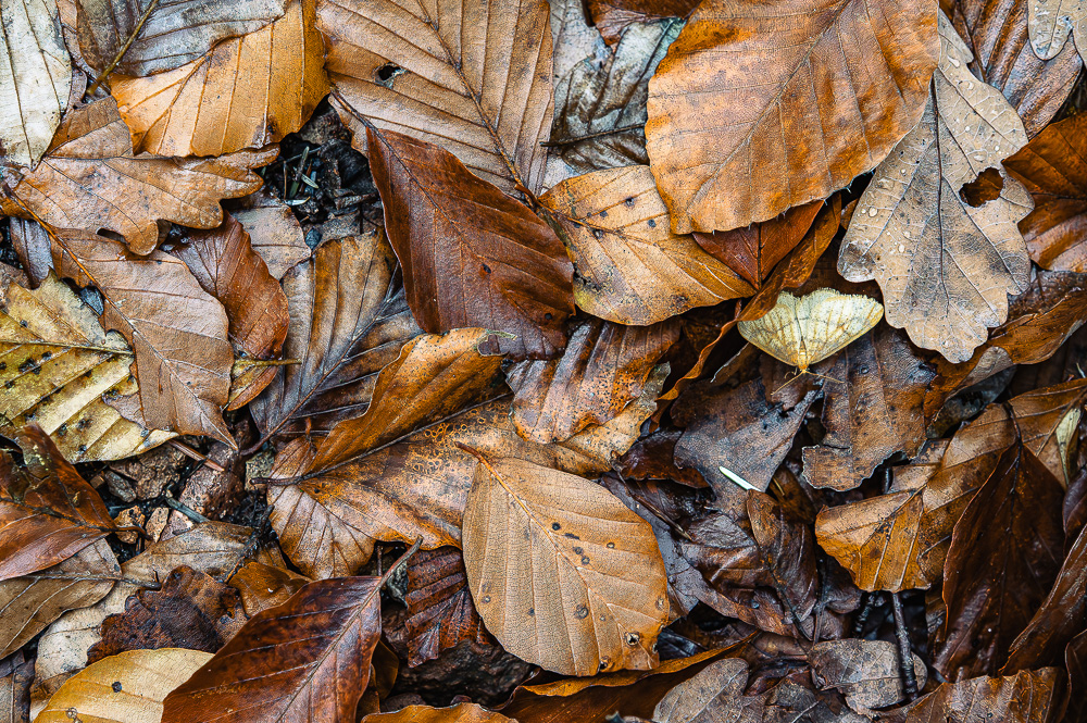Ein Blatt, das keines ist