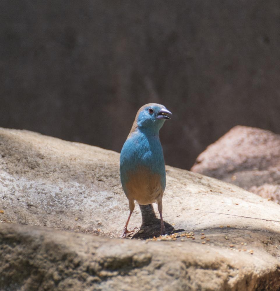 Ein Blaukopfschmetterlingsfink.
