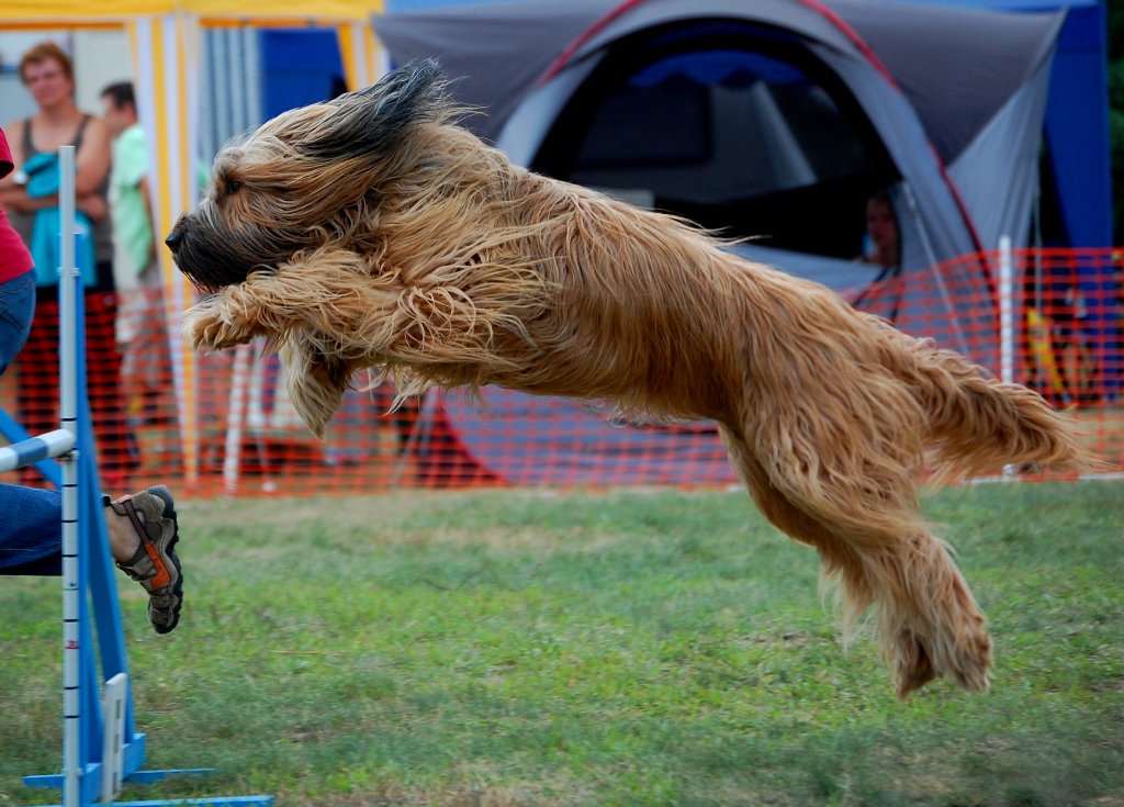 ein Briard im Agility - beim Sprung
