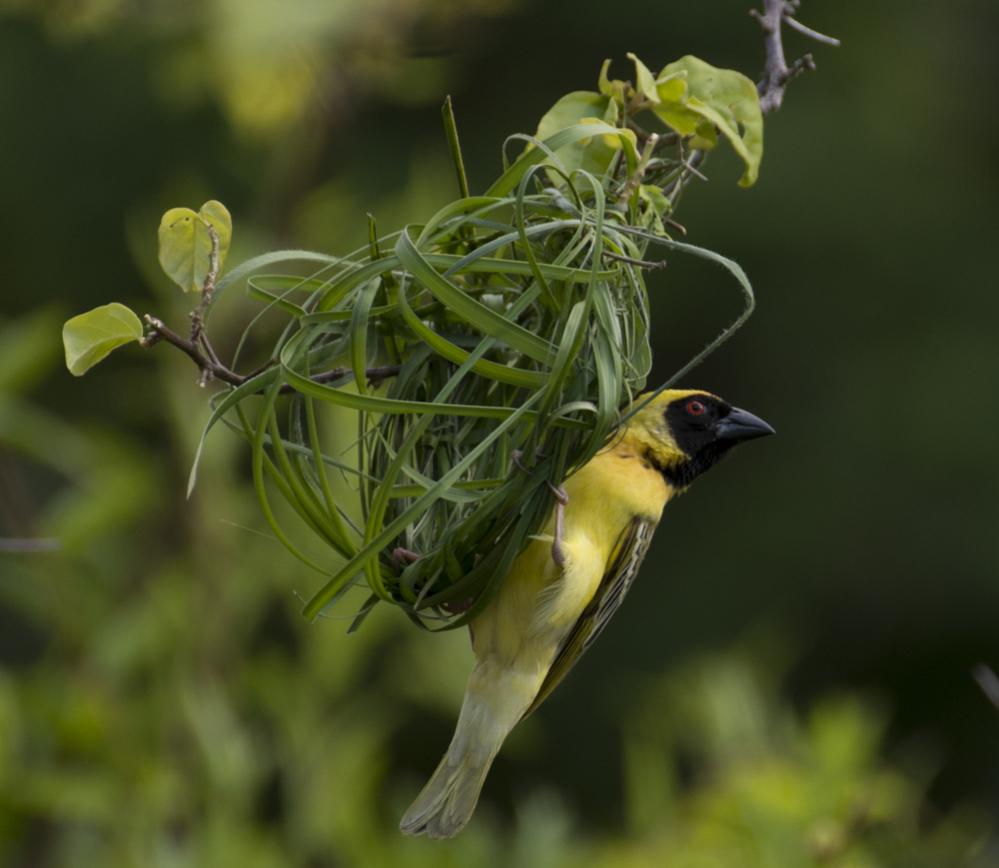 Ein Dorfwebervogel beim Nestbau