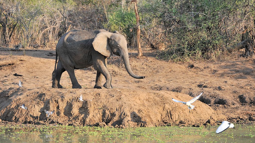 Ein Elefant kommt an das Wasserloch.
Gurrtauben und Heilige Ibisse flüchten.
9108