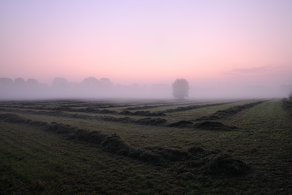 Ein Feld am Niederrhein im morgendlichen Nebel