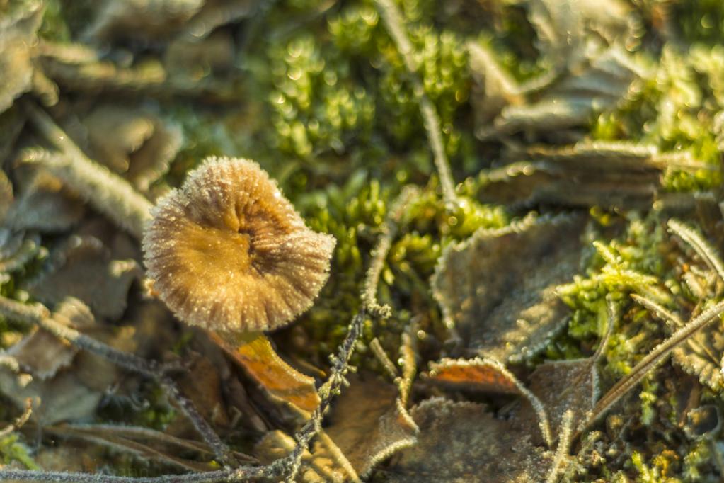 ein frierender Pilz