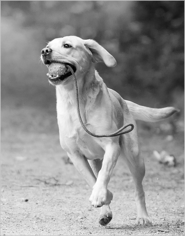 ein glücklicher Hund