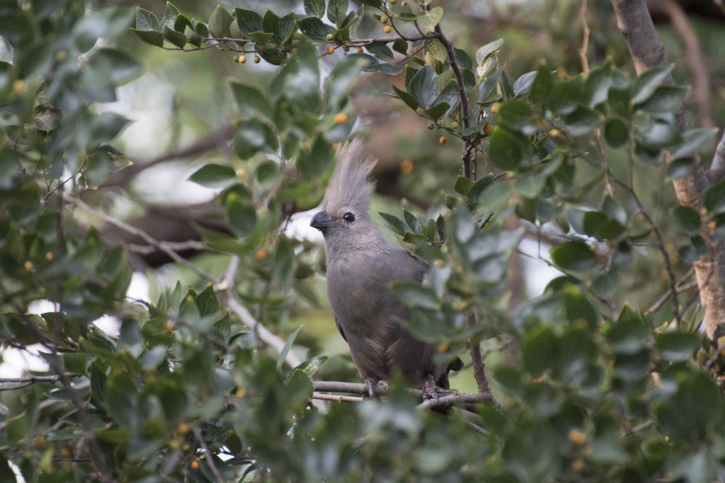 Ein grauer Schreivogel. Der Name ist Programm!