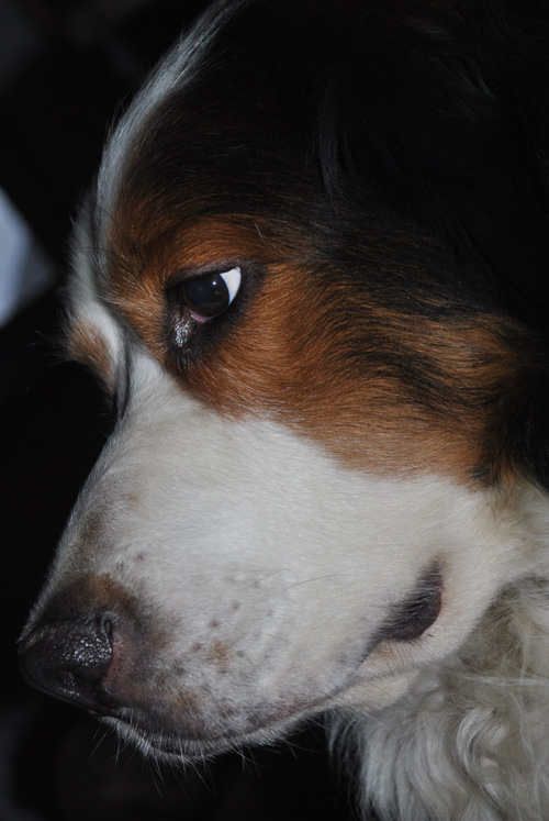 Ein Hund hat's schon schwer