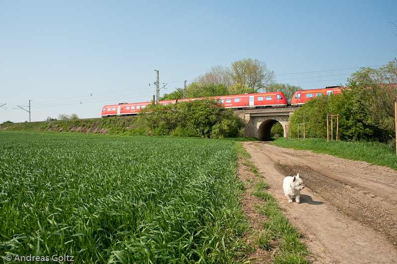Ein Hund ist doch kein D-Zug

Zeiss Distagon 25 mm f5.6 1/1000s