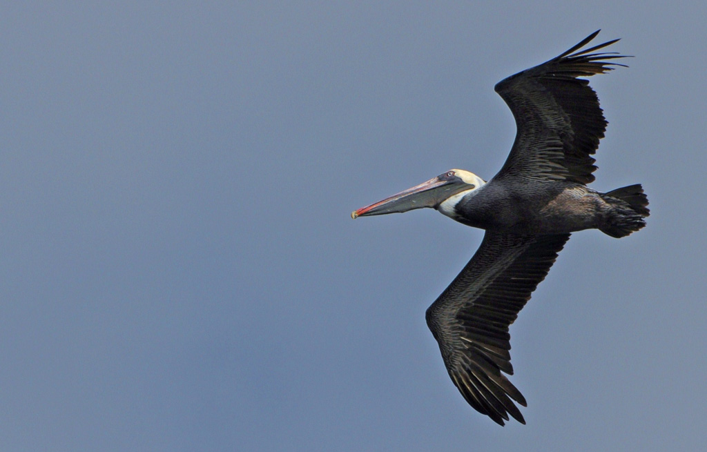 ein imposanter Vogel am Himmel: ein brauner Pelikan