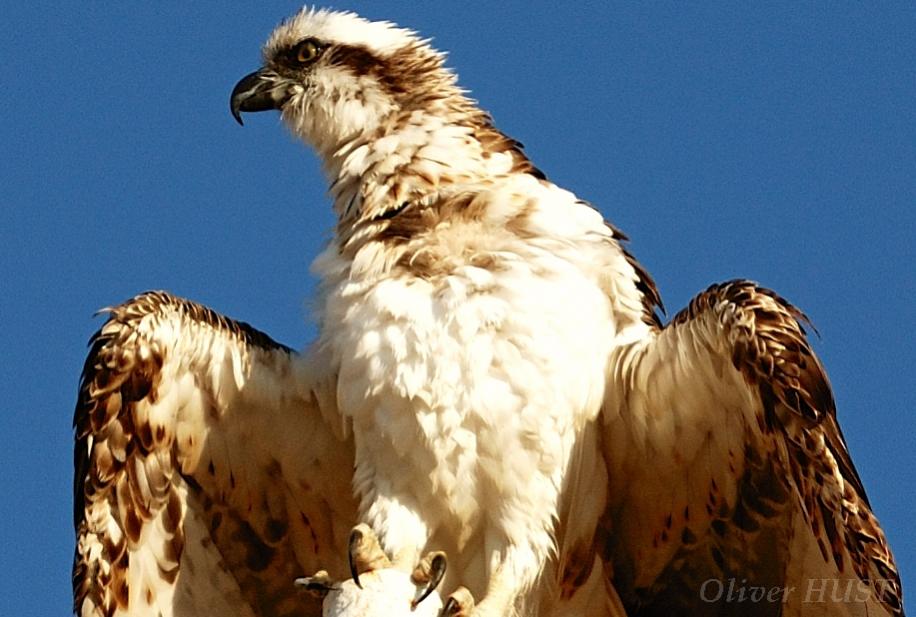 ein Jungvogel verschafft sich Abkühlung durch öffnen des Gefieders