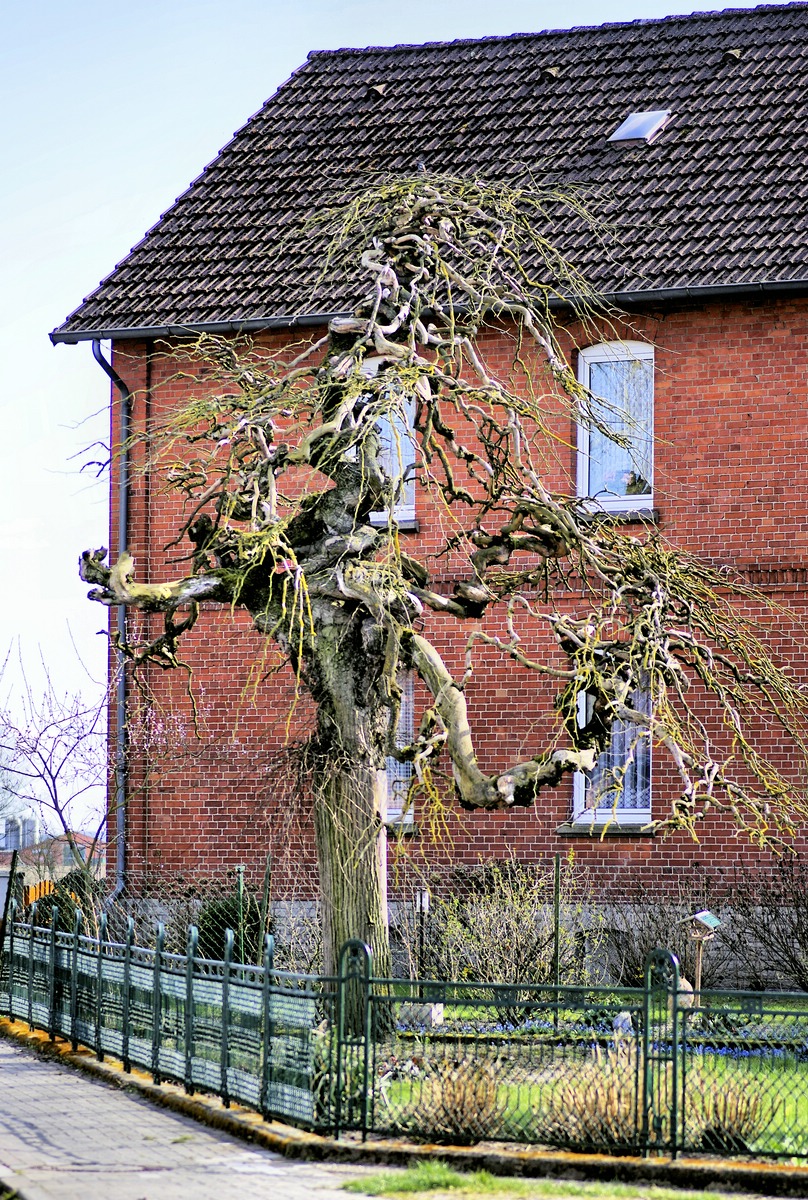 Ein klasse Baum..jpg