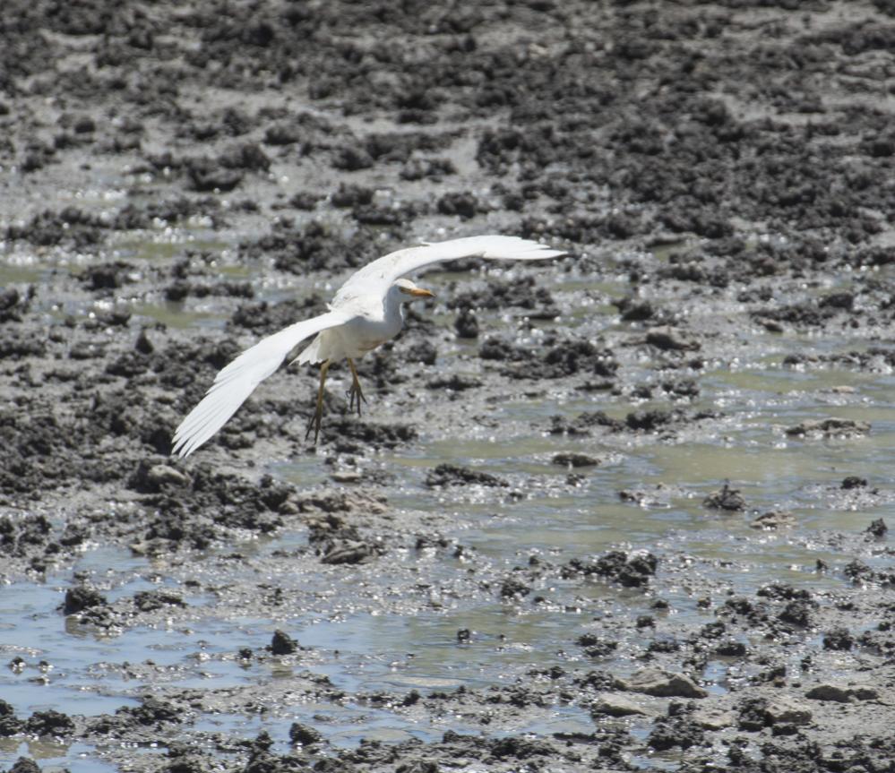 Ein Kuhreiher im Anflug ans Wasserloch