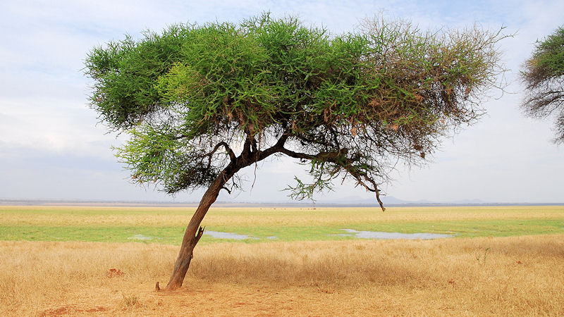Ein Leopard hat sich im Baum versteckt
0509