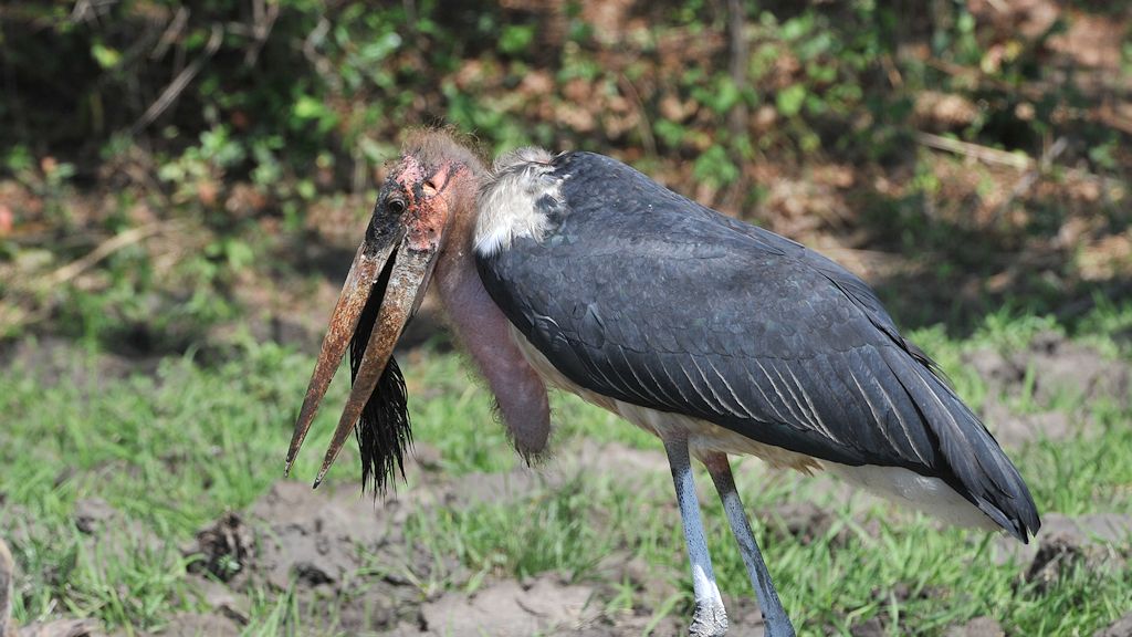 ein Marabu hat einen Büffelschwanz im Maul.
Der ist aber zu lang, um ihn runterzuschlucken.
7073