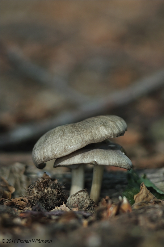 ein paar