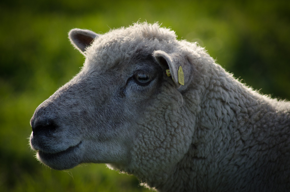 Ein scha(r)fes Portrait