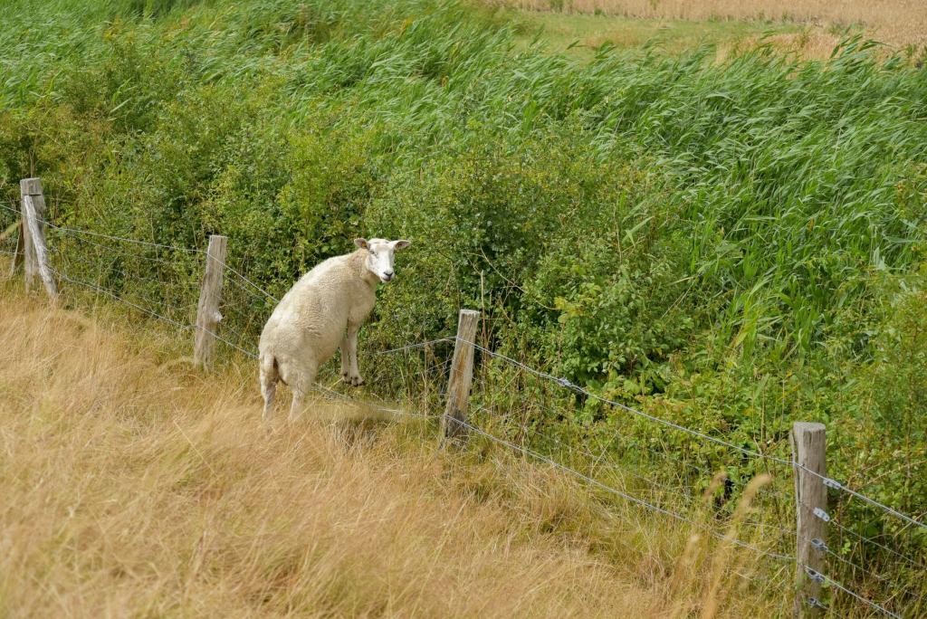 Ein Schaf bricht aus