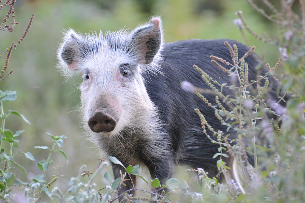 Ein Schwein