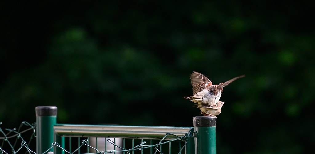 Ein Spatz und sein Schatz