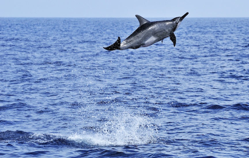 Ein Spinnerdelfin (vom englischen "drehen") aufgenommen vor Muscat, Oman.