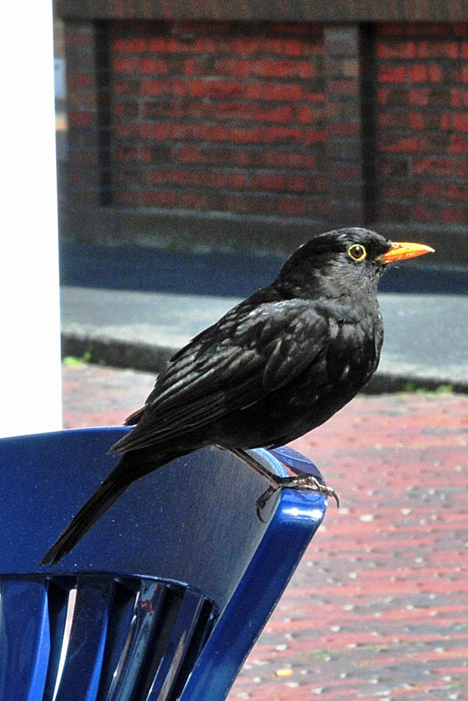 Ein Star zu Besuch? (D300) MHX 3321Aauto HT+K
