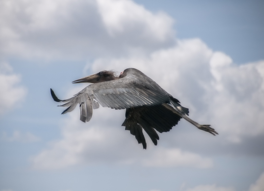 Ein Storch