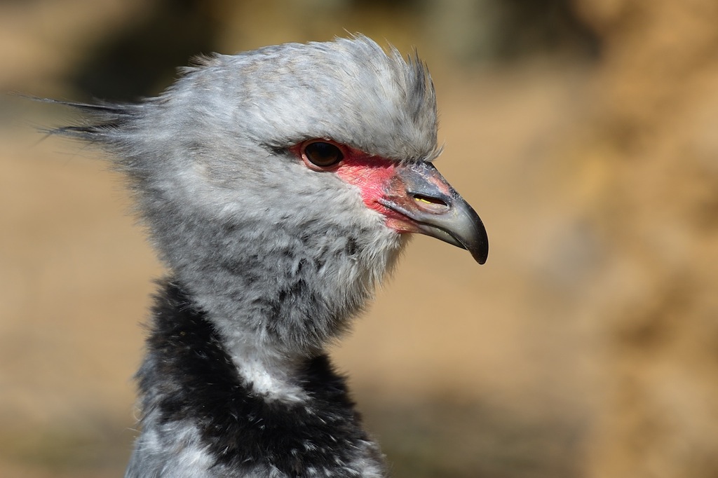 Ein Tschaja, Halsband-Wehrvogel
