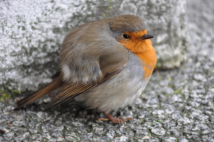 Ein Vogel