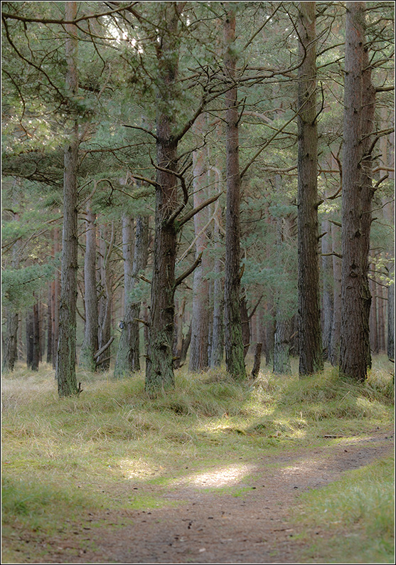 ein Wald wie jeder andere