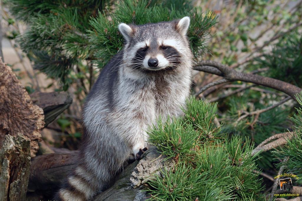 Ein Waschbär mit dem unwiderstehlichem Blick