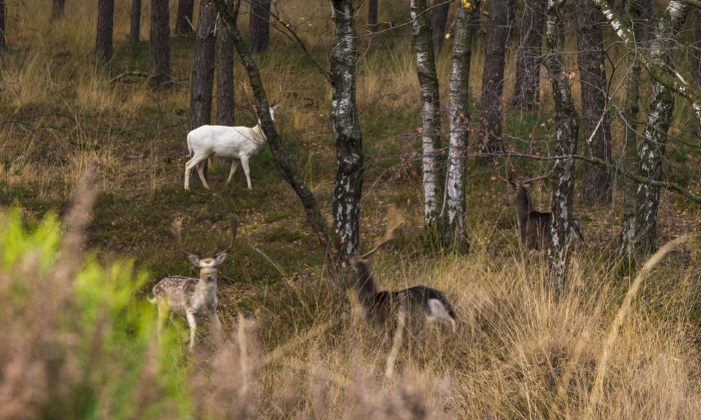 ein weißer Hirsch