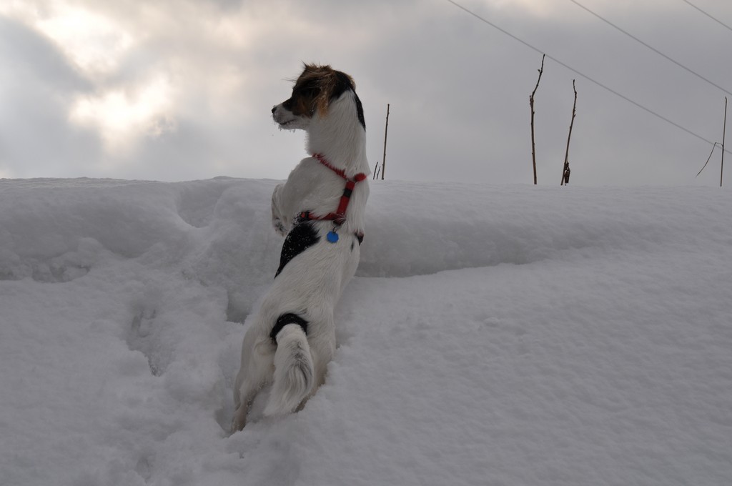 Eindeutig, sie hat was entdeckt hinter der etwa 2 Meter hohen Schneewehe :-)