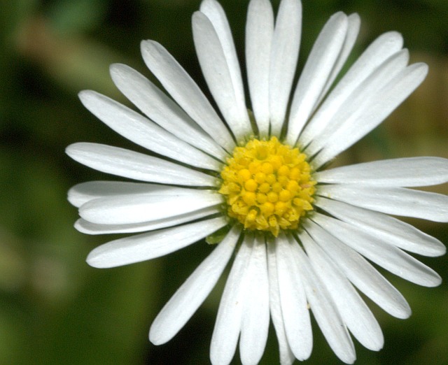 Eine Blume für Pemax